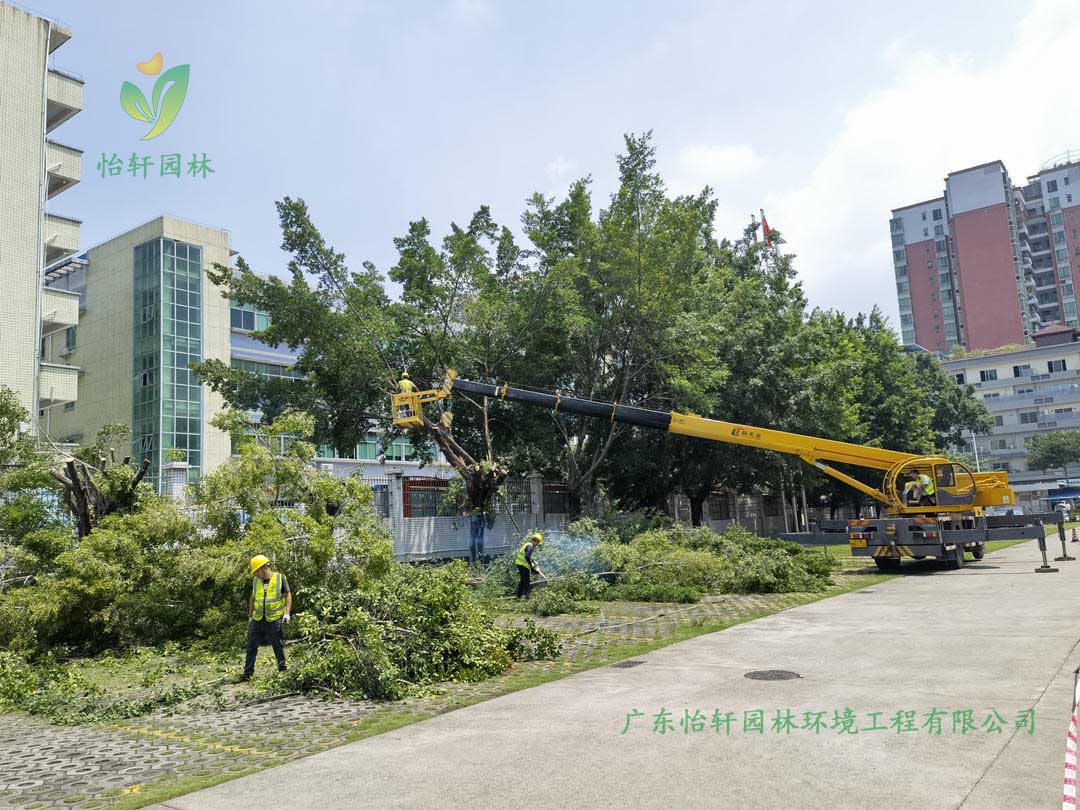金年会园林绿化公司采用高空吊车修剪榕树