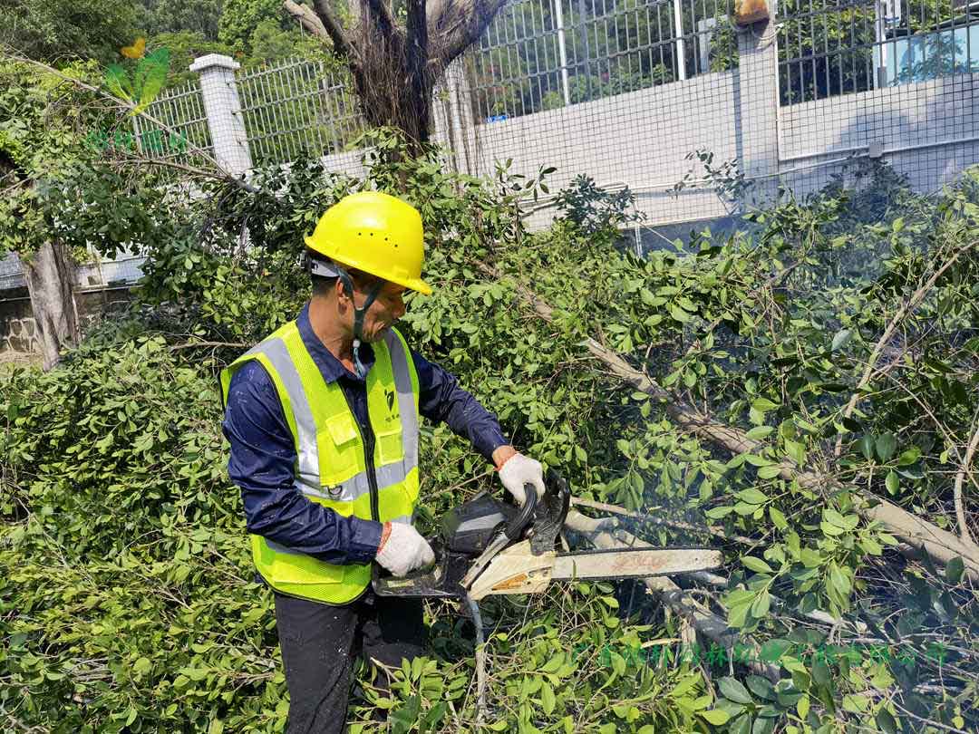 金年会园林绿化公司修剪工人锯掉榕树的树枝